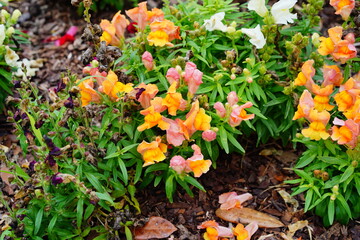 Fototapeta na wymiar Beautiful snapdragon flower in winter of Florida