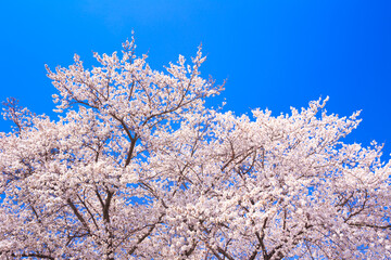 pink cherry blossoms