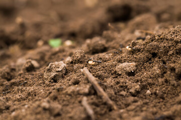 ants crawling on the sand