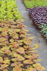 Colored Heuchera Leaves in Spring Outdoors，Heuchera micrantha Douglas ex Lindl
