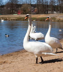 lake or river with swans that came ashore