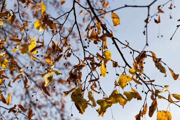 autumn linden tree with foliage changed color in the autumn