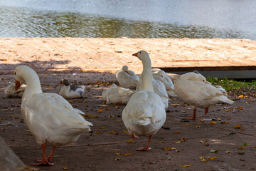 patos