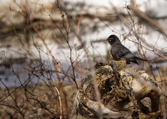 Merle d'Amérique (Turdus migratorius) perché sur un rocher, au bord d'une rivière, au début du printemps.
