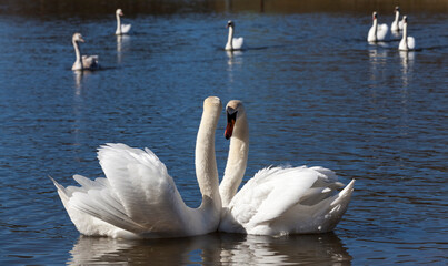couple Swan in spring