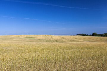 sweet green unripe cereals in the field in the summer
