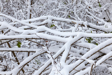 snow-covered trees in the winter