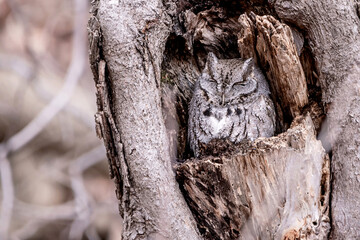 An eastern screech owl is sleeping inside a tree trunk