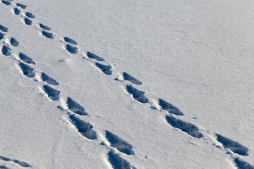 footprints and dents in the snow