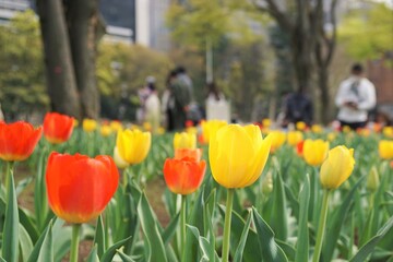 チューリップ