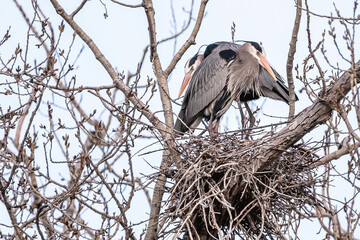 Great Blue Herons Building a Nest
