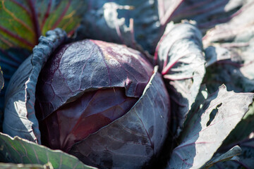 Fototapeta na wymiar Raw red cabbage or purple cabbage with dark reddish purple leaves growing in a farmer's garden. The closeup of the organic root vegetable shows some green colour on the larger textured leaves. 