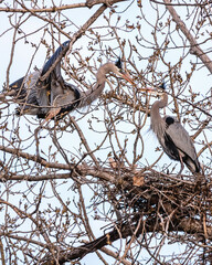 Great Blue Herons Building a Nest
