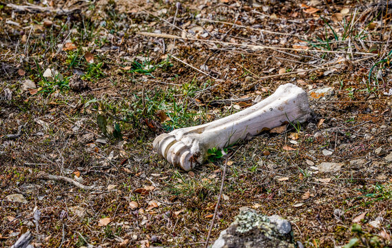 animal bone in the mountain