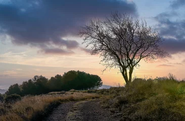 Mandelblüten und grüne Wiesen mit Bergen im Hintergrund bei Sonnenuntergang © JuanFrancisco