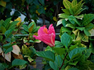 A fantastic pink flower