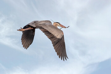 Mississippi River rookery - Great Blue Heron in Flight	