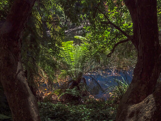  Ferns Through The Trees