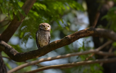 Yellow eyes, wide eyebrows and white face, dark gray face, dark gray head and upper body. Scattered white spots Chest and flanks with dark gray and white stripes.