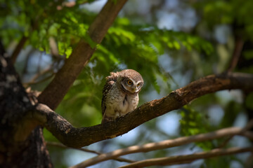 Yellow eyes, wide eyebrows and white face, dark gray face, dark gray head and upper body. Scattered white spots Chest and flanks with dark gray and white stripes.