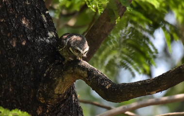 Yellow eyes, wide eyebrows and white face, dark gray face, dark gray head and upper body. Scattered white spots Chest and flanks with dark gray and white stripes.
