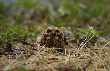 Like a long-tailed bird But much smaller in size The white stripes on the wings and tail are...