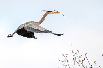 Mississippi River rookery - Great Blue Heron in Flight