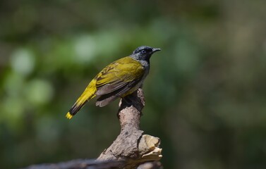 Obraz premium Its head and neck are black, with no crest, blue eyes, upper body and yellowish green breast. The lower body and rump are bright yellow, yellow wings, black wing feathers 