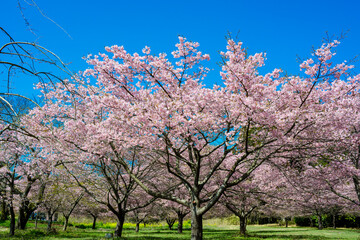 長湯温泉の大漁桜