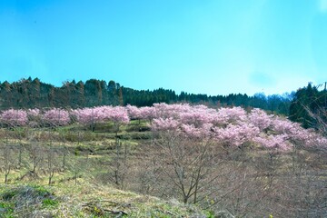 長湯温泉の大漁桜