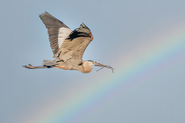 Mississippi River rookery - Great Blue Heron in Flight