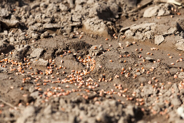 the plowed soil on which to grow cereal crops