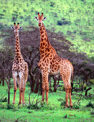 Giraffes in Hluhluwe Imfolozi game reserve, South Africa.