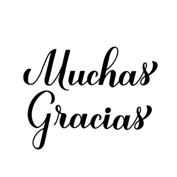 Thank you very much calligraphy hand lettering in Spanish language isolated on white background. Vector template for wedding thank you card, tag, banner, poster, label, sticker etc