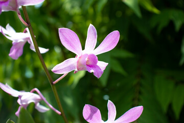 Fototapeta premium orchid is a flowering plant flower with the most members. The species are widely known from the wet tropics to the circumpolar region, although most of the members are found in the tropics.