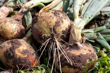 harvested onion harvest