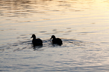 wild ducks floating on the lake, beautiful waterfowl ducks