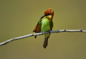 red headed bee eater