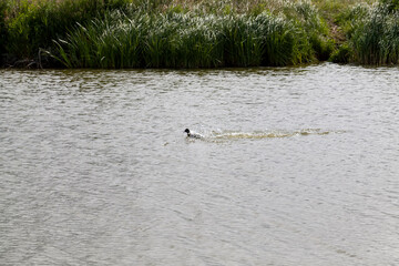 small wild ducks in spring or summer in nature