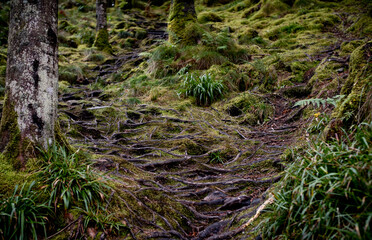 Moss-covered tree roots
