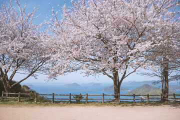 Fototapeta na wymiar 紫雲出山の桜