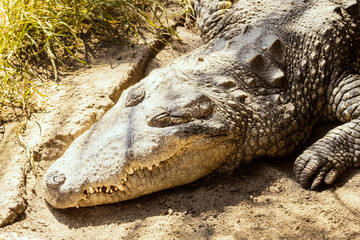 Cocodrilo