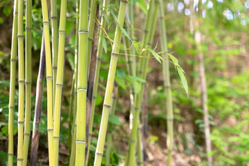 Fototapeta na wymiar Bamboo in the mountains of Italy. Young bamboo grows on the slopes of mountains in Tuscany.
