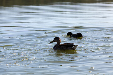 waterfowl wild birds ducks in the wild