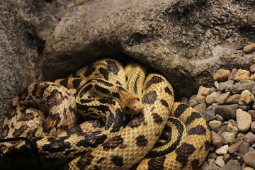 close up of a snake