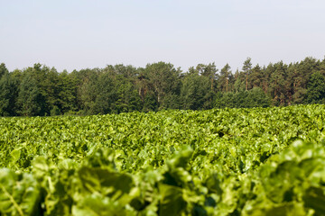 Fototapeta na wymiar agricultural field where breeding beet varieties are grown
