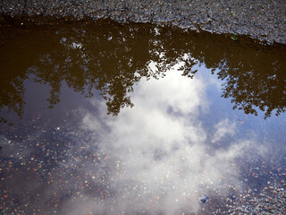 Bushes and clouds reflected in a puddle