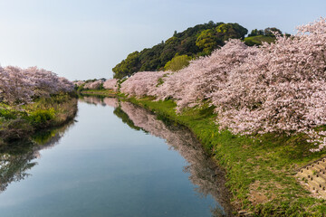 Fototapeta premium 勝間田川の川岸に咲き誇る桜