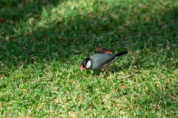 Adult Java sparrow foraging for food on the ground