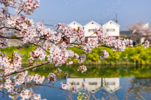 勝間田川川沿いの桜と3軒の白い家 Wall Mural Wallpaper Murals Takei Yoshiharu 勝間田川川沿いの桜と3軒の白い家 Wall Mural Wallpaper Murals Takei Yoshiharu